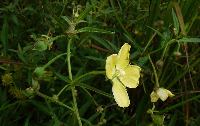 {Ludwigia bonariensis}
